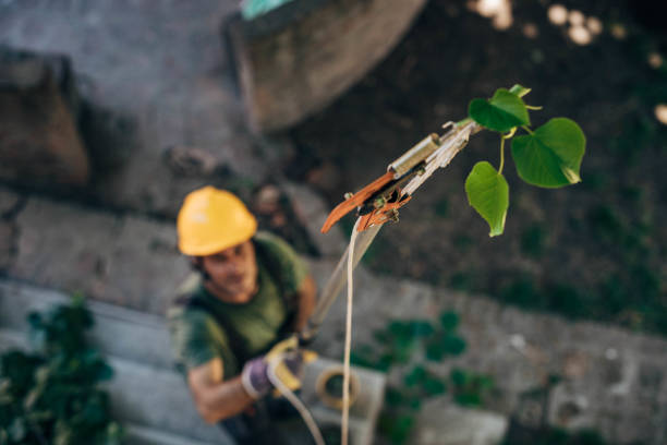 How Our Tree Care Process Works  in  North Port, FL